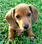 What Breed Of Dog Are You?