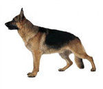 Kişiliğine Göre Sahip Olman Köpek Hangisi