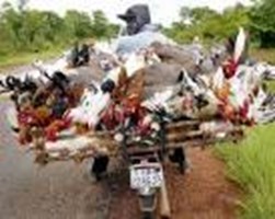 Überleben In Nigeria