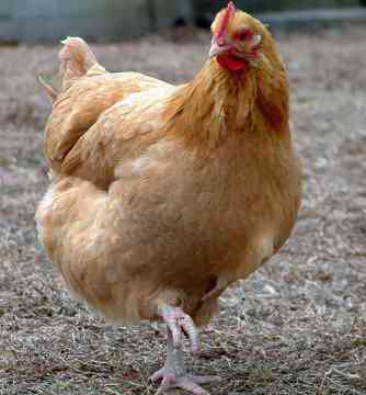 Is Kelvin Tee A Chicken?