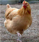 Is Kelvin Tee A Chicken?