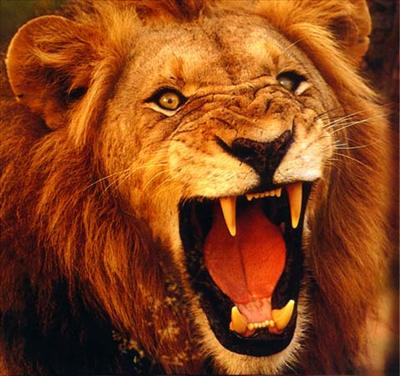 What Animal Are You?