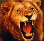What Animal Are You?