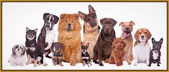Tu Raza De Perro Ideal 