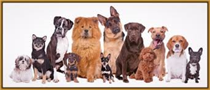 Tu Raza De Perro Ideal 