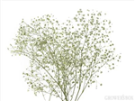 Fan Flowers