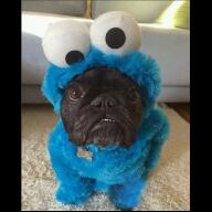 ¿Que Perro Eres?