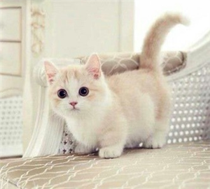 Que Tan Kawaii Y Tierno Eres
