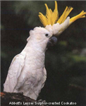 The Gift Of Birds