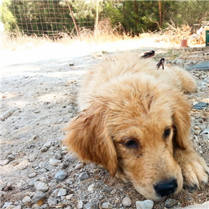 Hangi Hayvana Benziyorsunuz