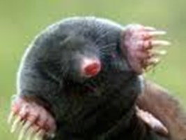 Should David Cameron Get Replaced By A Mole Or A B