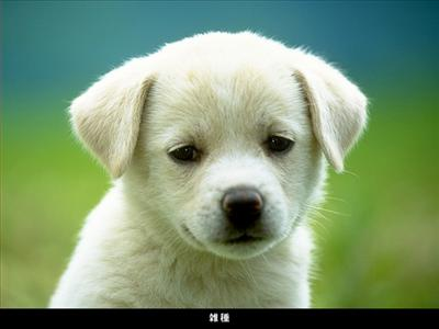 Köpecikler