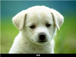 Köpecikler