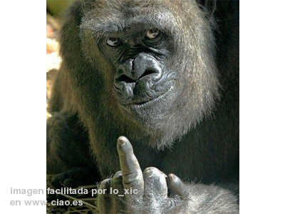 Que Animal Eres