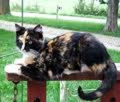 What Cat Breed Are You?