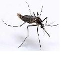 Quel Insecte Êtes Vous ?
