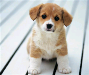 Afla Ce Animal Te Reprezinta
