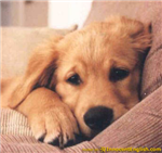 What Type Of Dog Are You?
