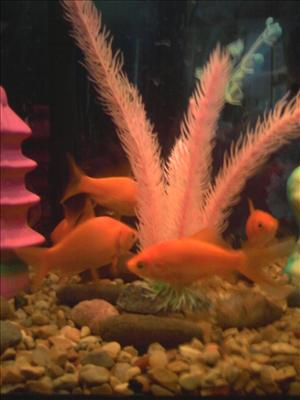 What Breed Of Fish Are You?
