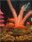 What Breed Of Fish Are You?