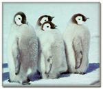 Hangi Hayvan Türü Seni İfade Ediyor? :D 