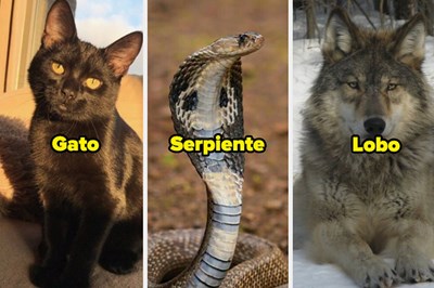 ¿Que Animal Eres?