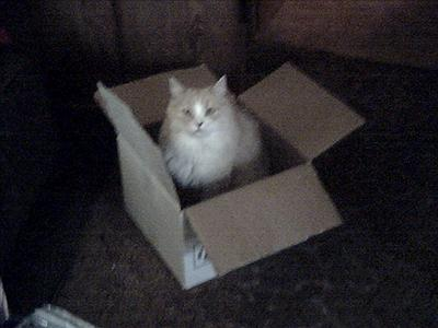Do U Know A Lot About Your Cat Or About Cats?