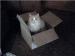 Do U Know A Lot About Your Cat Or About Cats?