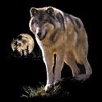 What Animal Are You?