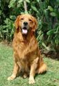 What Kind Of Dog Are You?