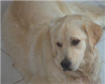 Hangi Tür Köpeksin?