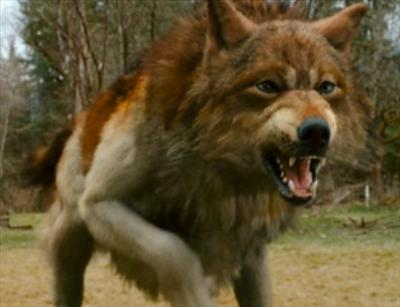 Werewolf Or Vampire??