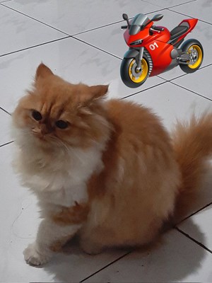 Kamu mirip apa