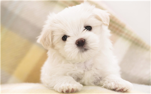 Que Tan Lindo Eres