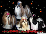 Send Shih-Tzu