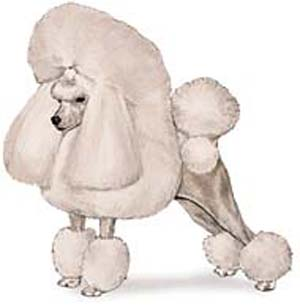 What kind of dog are you?