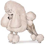 What kind of dog are you?