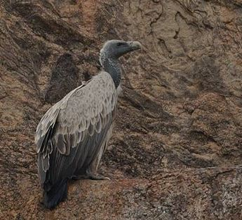 Which Endangered Bird Are You?