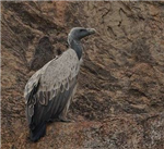 Which Endangered Bird Are You?