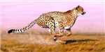 What Animal Are Youu