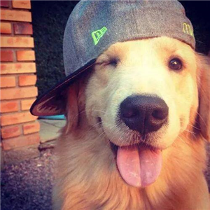 Hangi Köpek Senlik