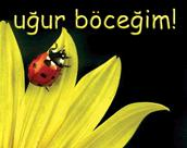 Şans Kapıyı Vuracak Baksen