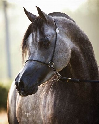 Quel cheval est fait pour toi