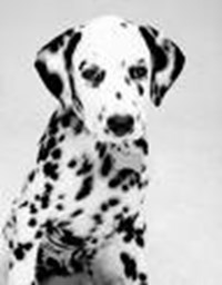 What Dog Breed Are You?