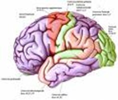 Quanto Sei Intelligente???
