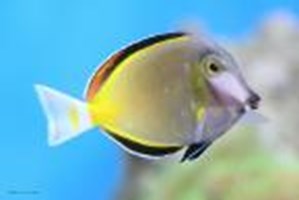 Pet Quiz. What Pet Is Right For You?