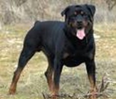 What Dog Are You?