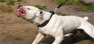 Hangi Köpek Sana Göre