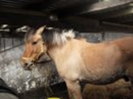 Which Woodside Pony Are You ?