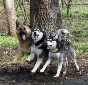 Hagi Köpek Cinsi Sana Uygun?